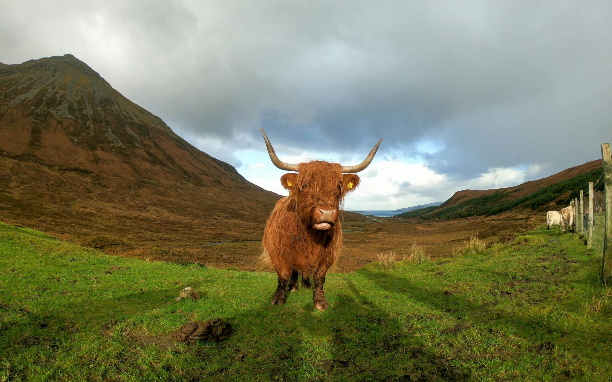 La Mucca Delle Highland, La Più Antica Razza Di Bestiame Registrata Al Mondo Conosciuta Come I Giganti Gentili Della Scozia 2j7nk1r